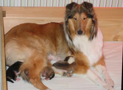 Zoey and her newborn puppies
