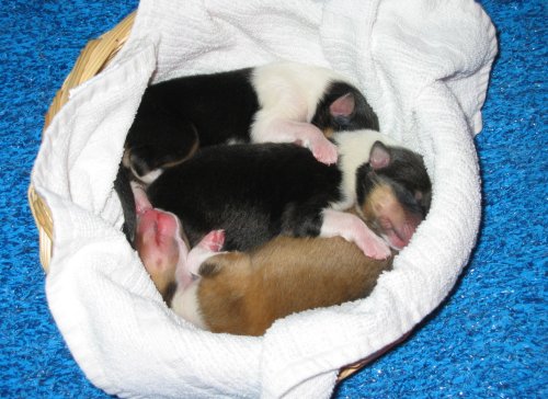 Abby's biggest puppies at 2 days old.