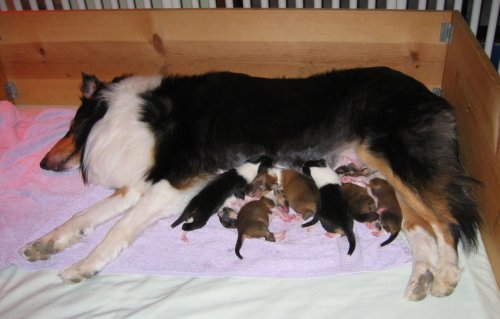 Abby and her new litter of 7