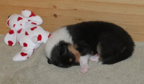 Zoey's tri-color girl at 2-1/2 weeks