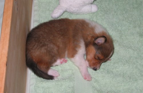 Zoey's sable girl at 2-1/2 weeks