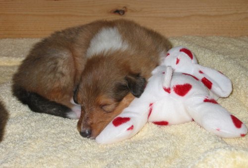 Zoey's sable boy at 2-1/2 weeks