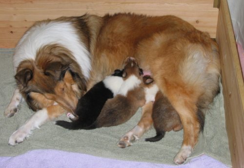 Zoey and her babies at 2-1/2 weeks