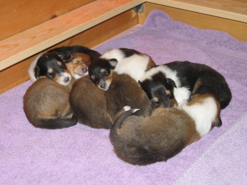 Abby's puppies at 2 weeks