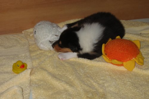 Zoey's tri girl at 4 weeks old