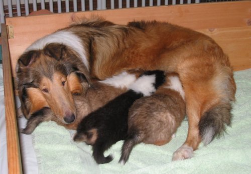 Zoey's and her puppies at 4 weeks old