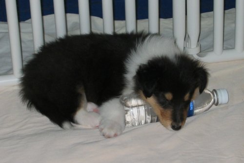 Morris & his bottle
