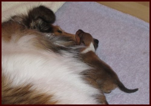 Michelle and her newborn puppies
