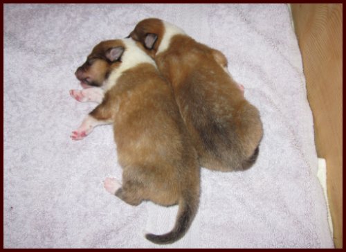Puppies at 5 days old