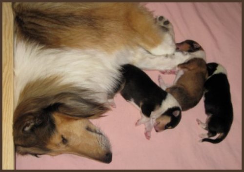 Zoey and her new puppies