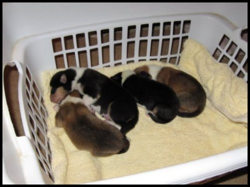 Zoey's puppies at 3 days old