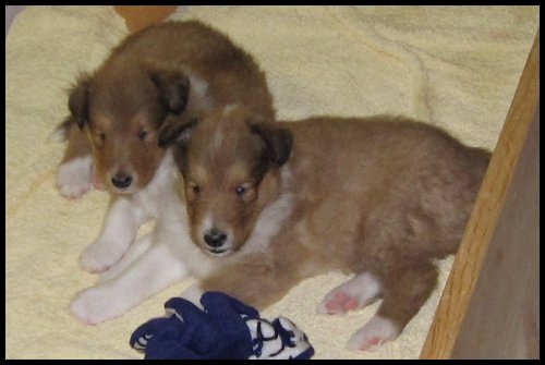 Michelle's puppies at 4-1/2 weeks.