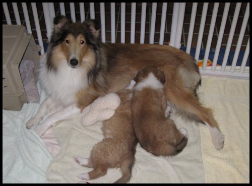 Michelle and her puppies at 5-1/2 weeks