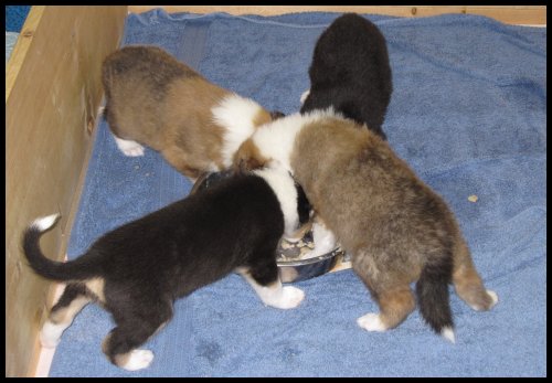 Zoey's puppies at 3-1/2 weeks.