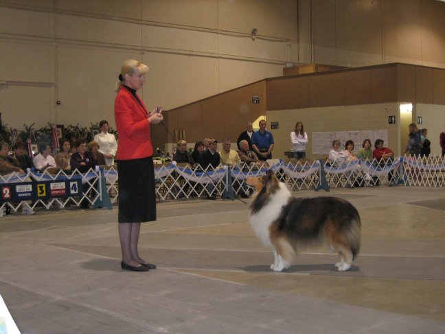 Ch. Burlywood Breakaway at the '06 CCA