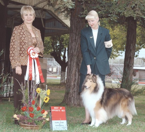 Ch. Burlywood Breakaway at the Collie Club of Northern Calif