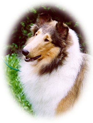 Photo of Ch. Burlywood
Breakaway