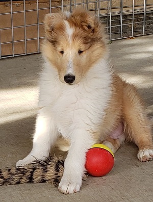 Photo of Burlywood Beyond the Pale